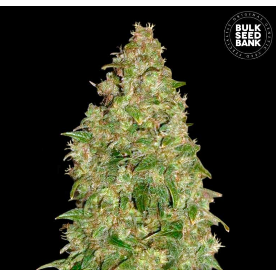 DUBAI POISON